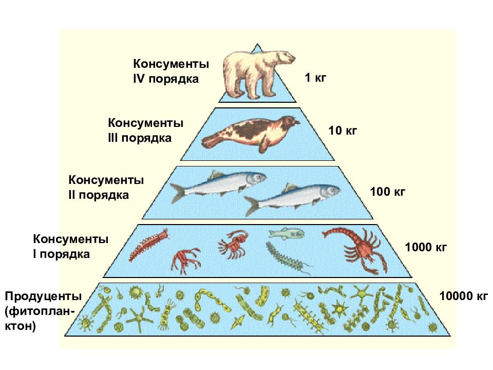 Различные экологические пирамиды и соотношения организмов на каждой их ступени проект