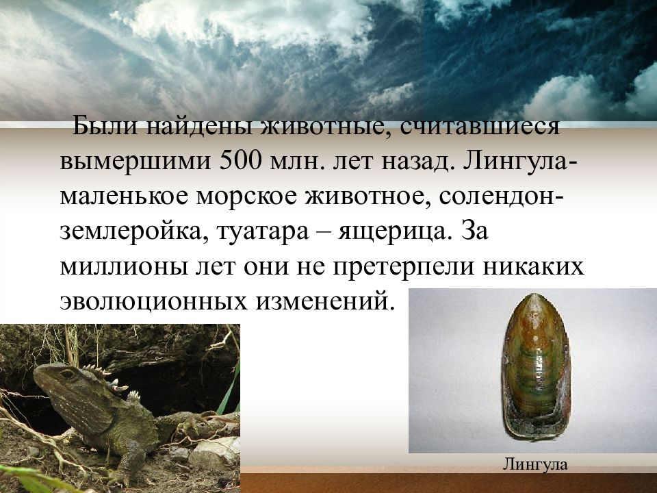 тасманийский сумчатый волк. чёрная книга вымерших животных. тасманский сумчатый волк. считается вымершим. внезапное появление животного вымершим с 1941.