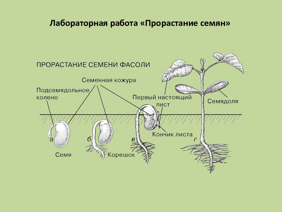 Рисунок прорастания фасоли