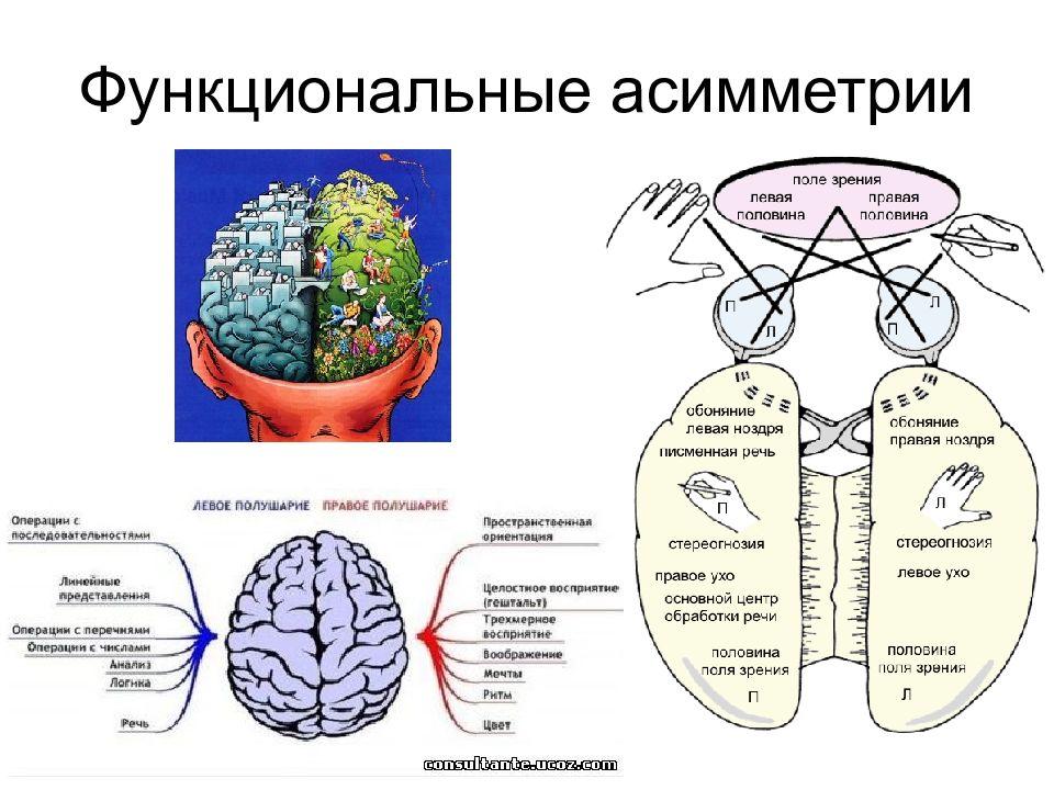 Малые полушария. Межполушарная асимметрия мозга таблица. Функциональная асимметрия коры головного мозга. Функциональная межполушарная асимметрия головного мозга это. Межполушарная асимметрия мозга схема.