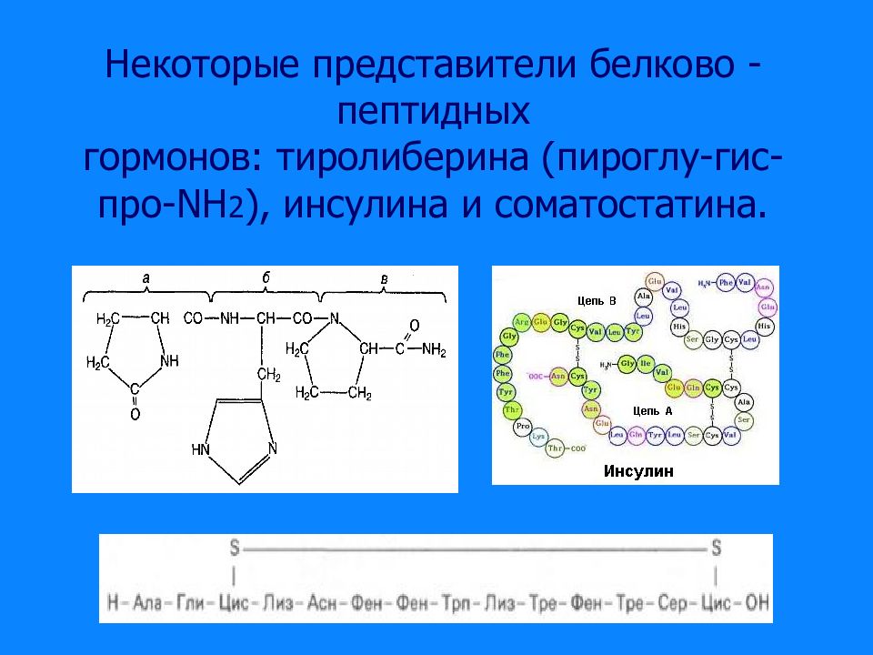 Некоторые представители. Пептидные и белковые гормоны формулы. Механизм действия белково пептидных гормонов. Гормоны пептидной природы формулы. Белково-пептидные гормоны представители.