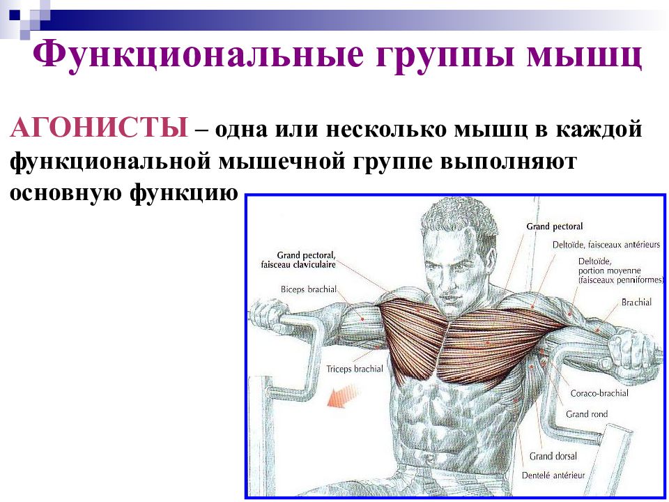 Основный группы мышц. Группы мышц. Функциональные мышцы. Функциональные мышечные группы. Группы мышц агонистов.