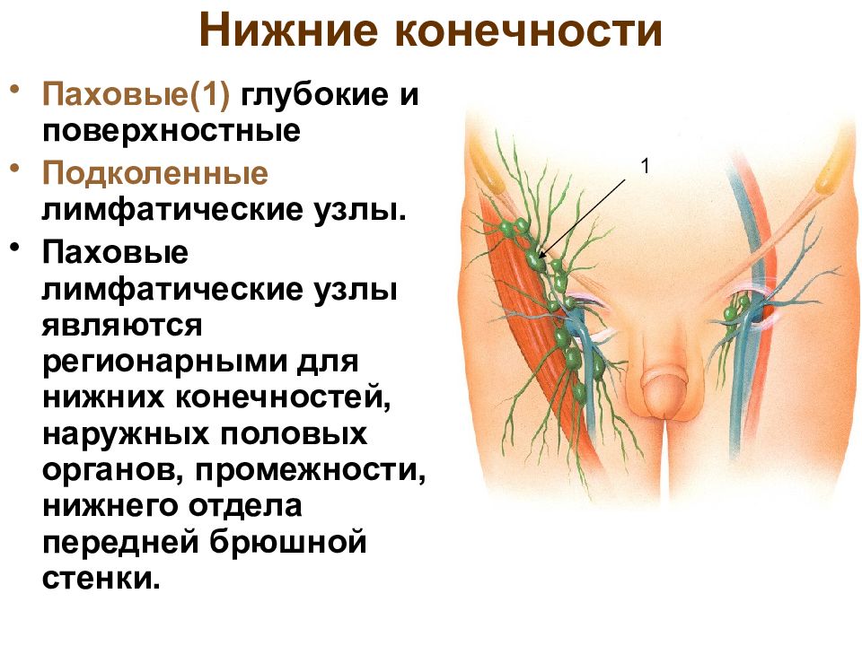 Паховые лимфоузлы у мужчин расположение картинки фото и описание