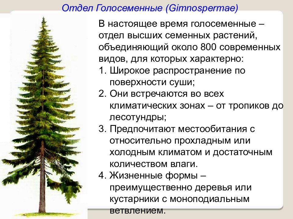 Особенности строения голосеменных. Распространение голосеменных растений. Формы голосеменных растений. Общая характеристика голосеменных. Общая характеристика голосеменных растений.