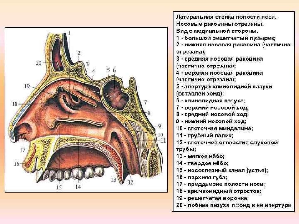 Костная стенка которая отделяет полость рта. Строение полости носа и пазухи. Слизистая гайморовой пазухи строение.