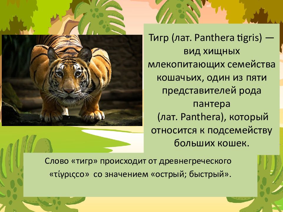Какая длина тигра. Тигр для презентации. Презентация в тигриной стиле. Тигр презентация 7 класс. Предложение со словом тигр.