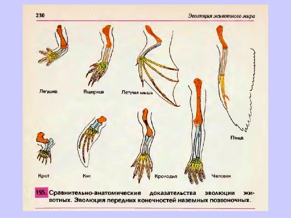 Примеры сравнительно анатомических доказательств эволюции. Методы изучения эволюции. Анатомические методы изучения эволюции. Морфологический метод изучения эволюции. Сравнительно морфологический метод изучения эволюции.