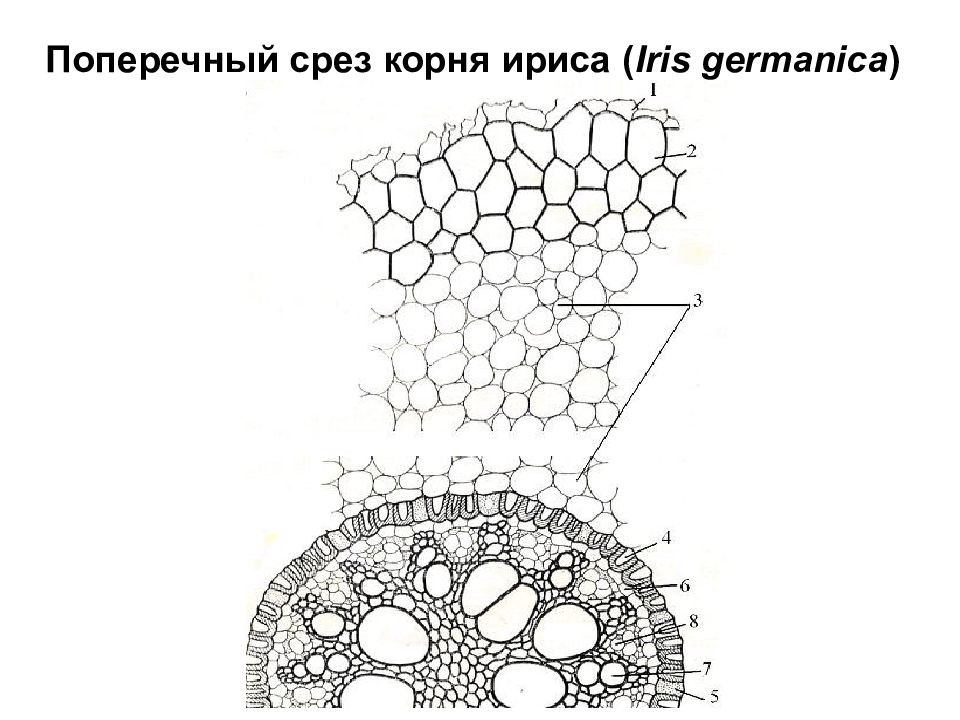 Рисунок первичное строение корня