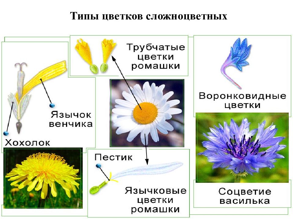 Схема семейства сложноцветных