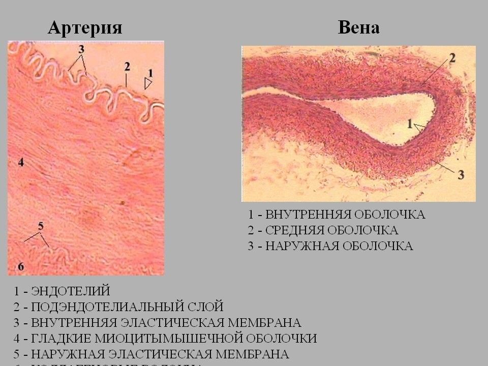 Мышцы артерий. Мезотелий и эндотелий это плоский эпителий. Артерия и Вена мышечного типа гистология препарат. Артерия мышечного типа препарат гистология. Препарат артерия и Вена мышечного типа.