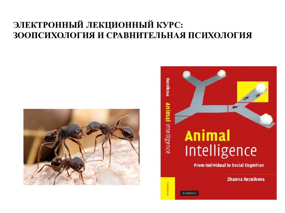 Сравнительная психология. Зоопсихология и сравнительная психология. Книга зоопсихология и сравнительная психология. Основатель зоопсихологии. Практикум по зоопсихологии.