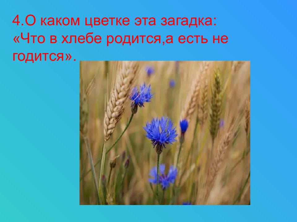 Не годится. Что в хлебе родится а есть не годится. Что в хлебе родится а есть не годится ответ на загадку. Что в хлебе родится а есть не годится отгадка на загадку. Загадка что в хлебе родится а есть.