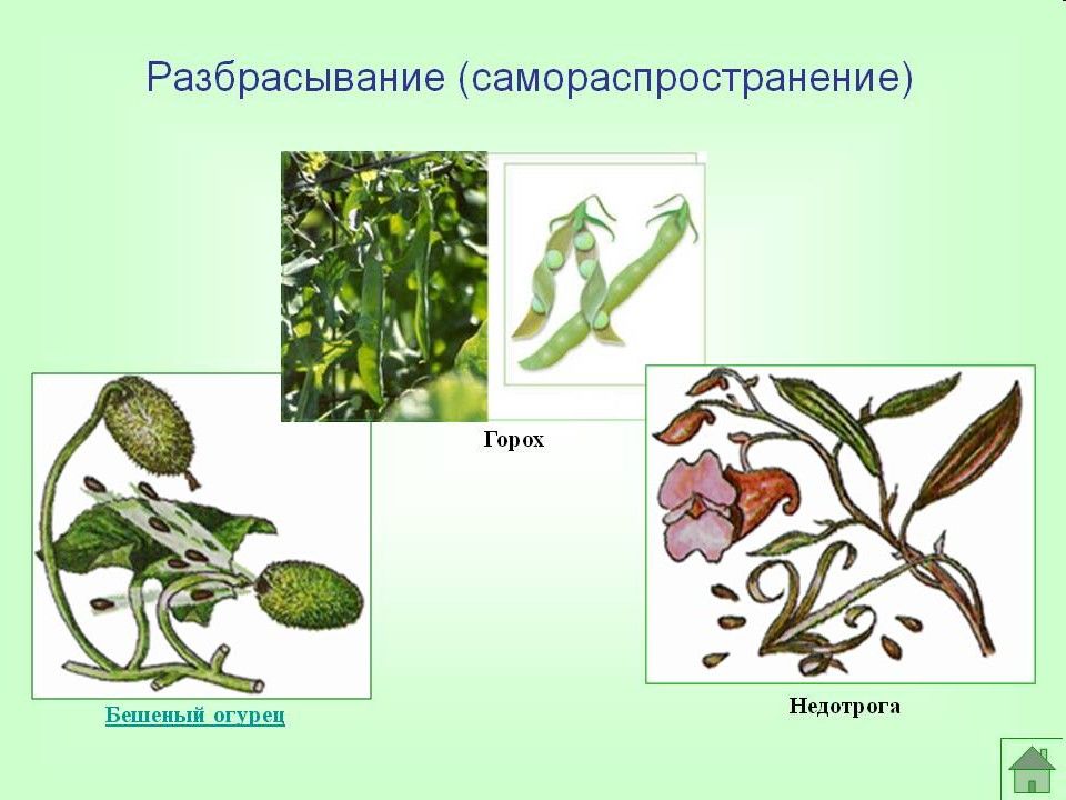 Плоды и семена 2 класс презентация