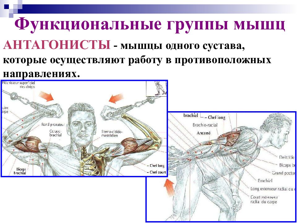 Презентация биомеханика мышц