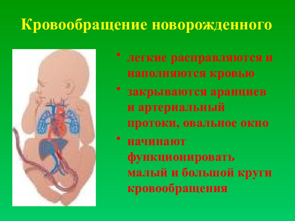 Афо органов кровообращения презентация