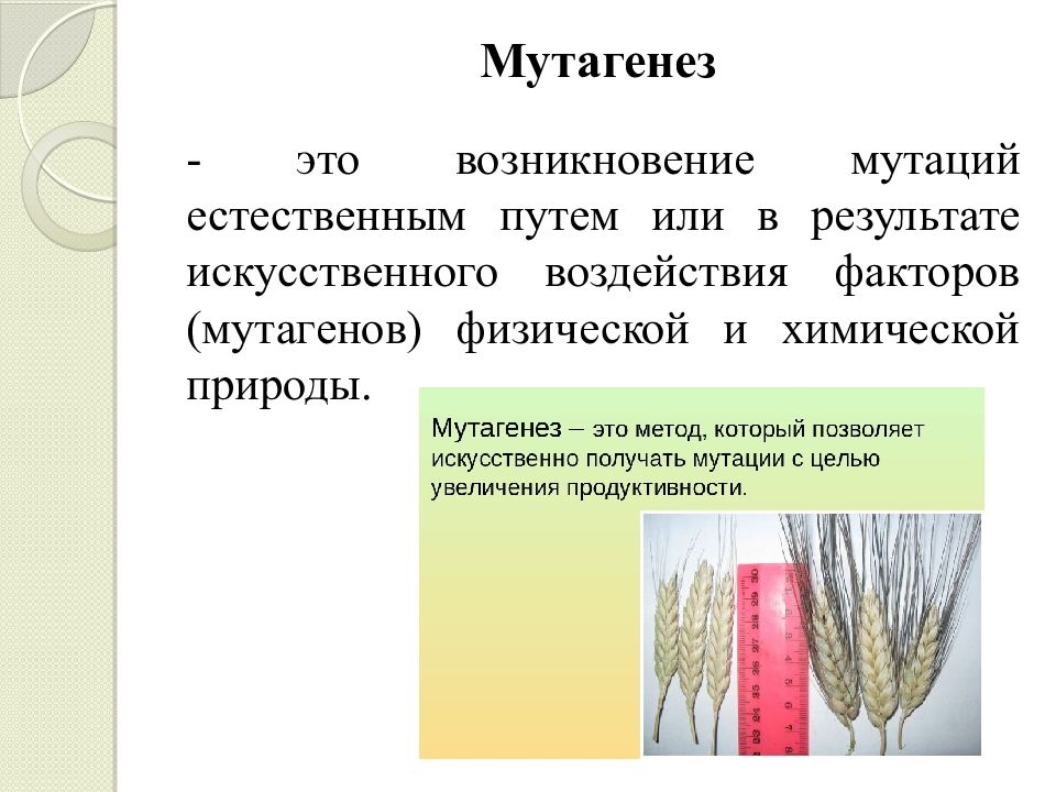 Искусственный мутагенез презентация