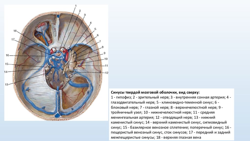 Венозный синус это. Венозные синусы твердой мозговой оболочки. Эмиссарные вены головы анатомия. Венозные синусы твердой оболочки. Синусы головного мозга анатомия.
