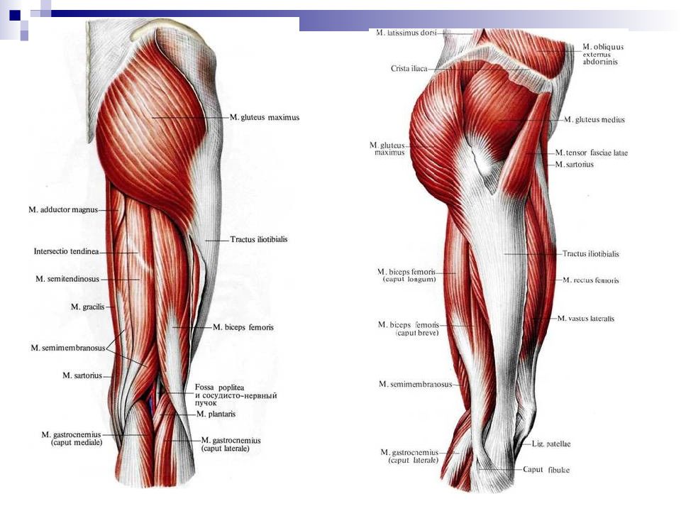 Мышцы нижних конечностей. Мышцы нижней конечности анатомия сзади.