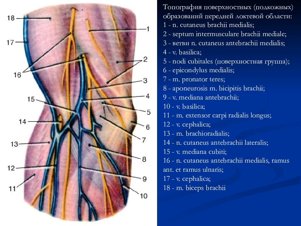 Вена область. Локтевая Вена топография. Вены локтевой ямки анатомия. Задняя поверхность плеча топографическая анатомия.