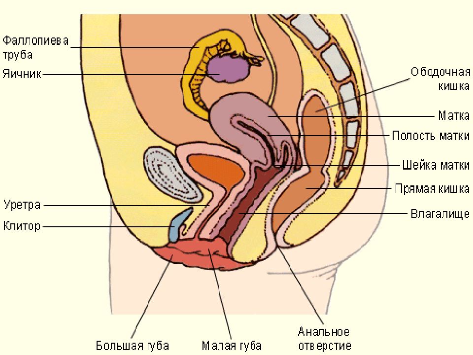 Схема половой системы женщины