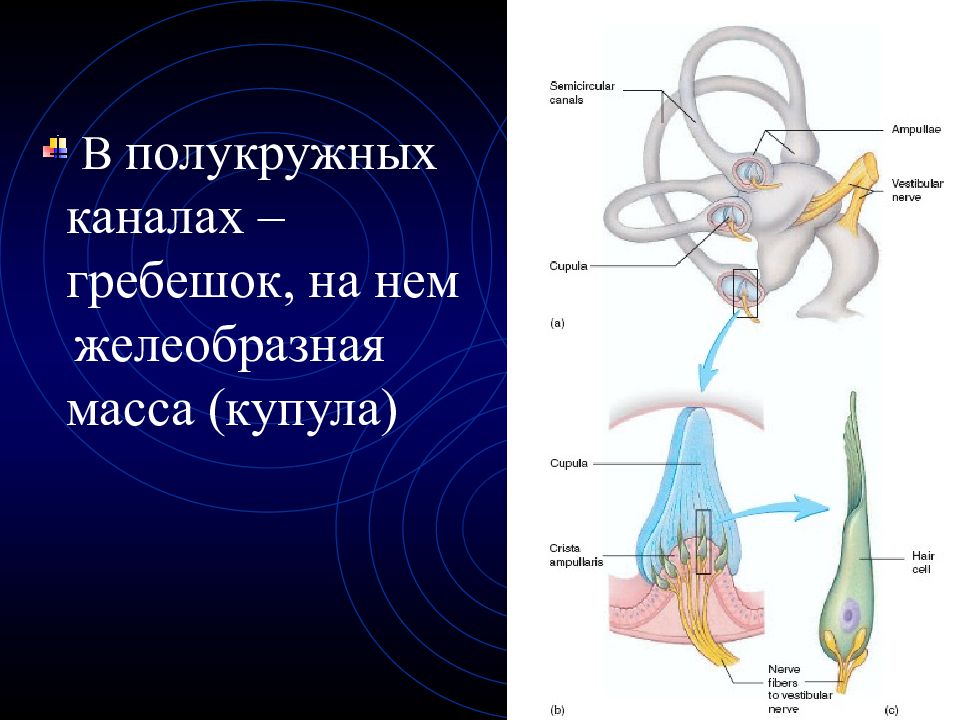 Зрительный и слуховой анализатор презентация