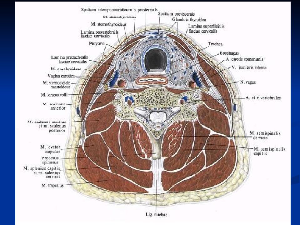 Longus Colli muscle