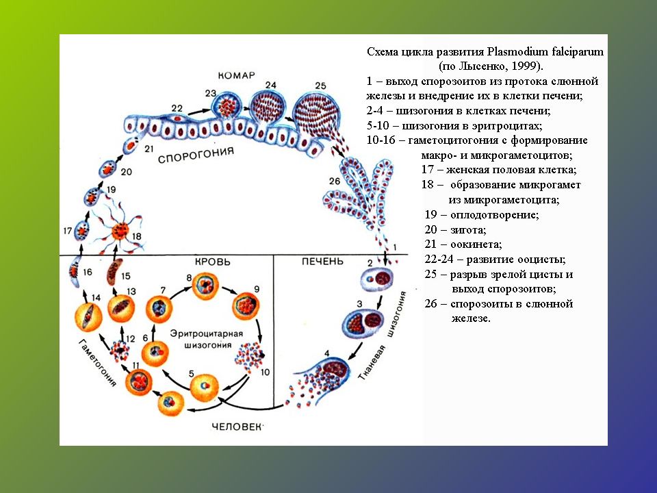 Цикл развития малярийного плазмодия схема