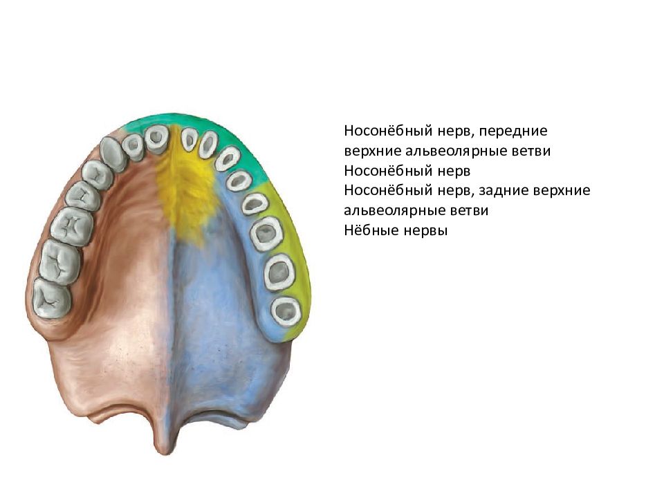 Большой небный канал. Иннервация твердого неба. Небный нерв.