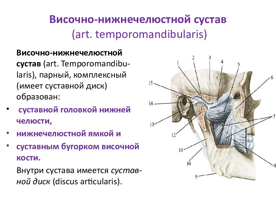 Основные принципы комплексного лечения заболеваний внчс и жевательных мышц презентация