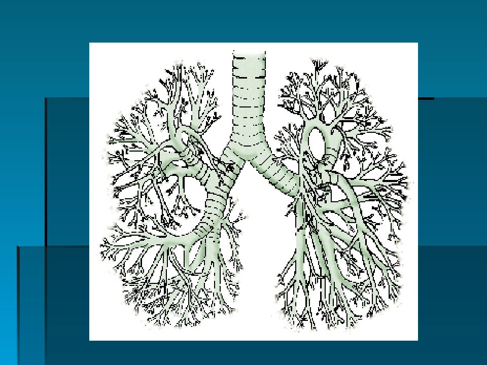 Деление бронхиального дерева схема