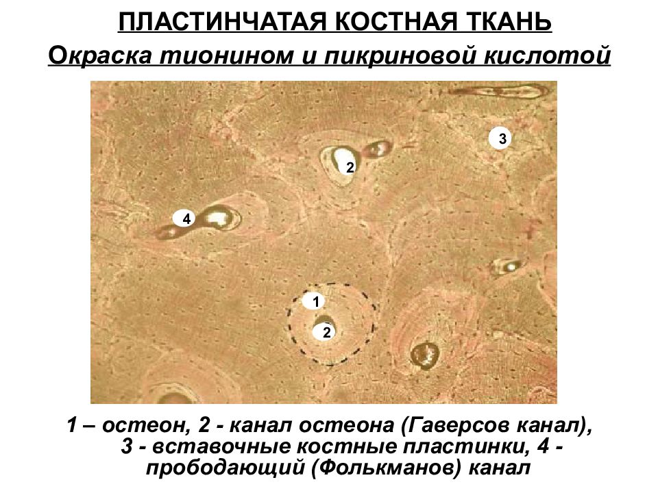 Канал костной ткани. Пластинчатая костная ткань Остеон. Костная ткань гистология препарат. Пластинчатая костная ткань препарат гистология. Костная ткань гистология микропрепарат.