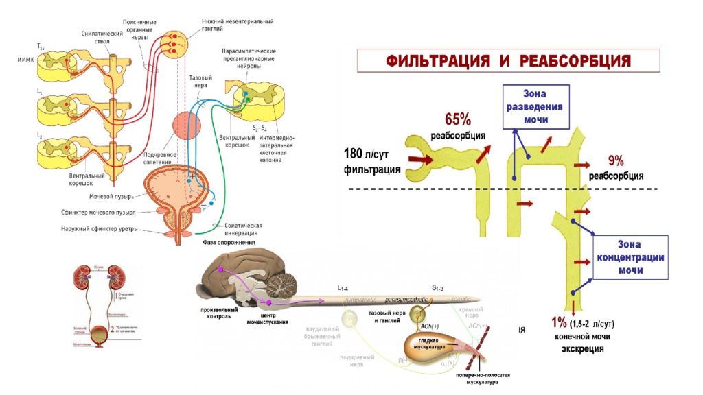 Афо мочевыделительной системы у детей презентация