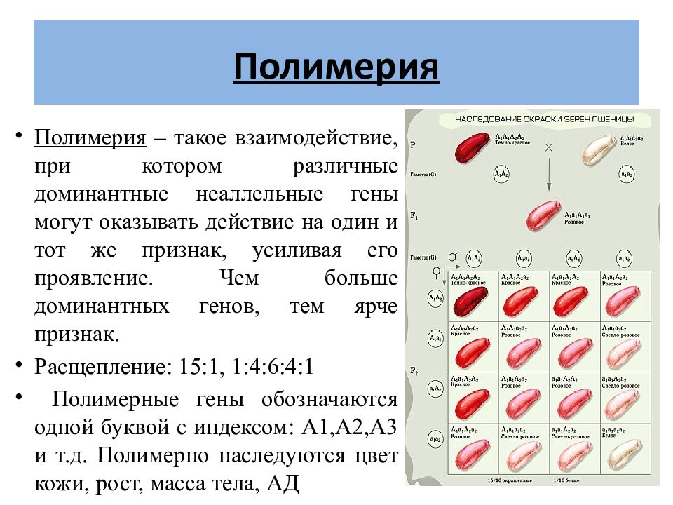 Признаки полимерии. Комплементарность эпистаз Полимерия. Взаимодействие генов Полимерия. Взаимодействие генов эпистаз. Полимерия это в биологии.