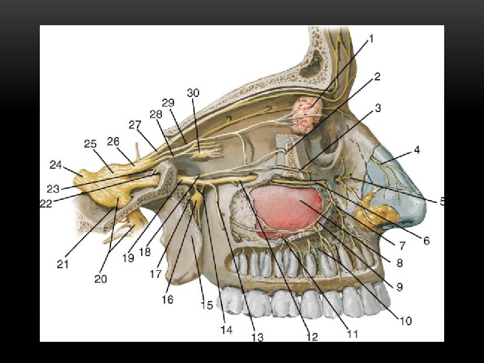 Лицевой нерв челюсти. Верхнечелюстная ветвь тройничного нерва. Ветви глазного нерва тройничного нерва. 1 И 2 ветвь тройничного нерва. 2 Ветвь тройничного нерва анатомия.