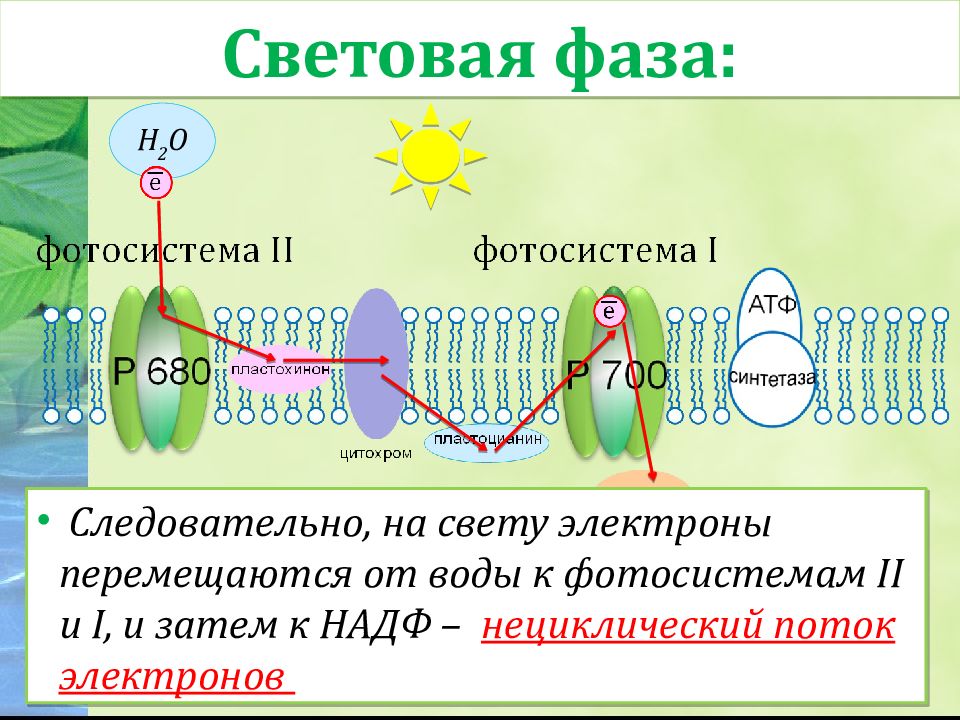 Фотосистемы. Фотосистема. Фотосистема 2 отдаёт электроны. Фотосистема 1 этапы. Электроны фотосистемы.
