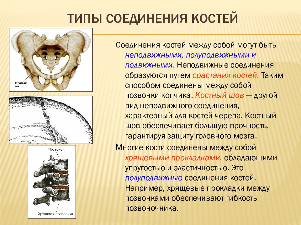 Примеры полуподвижных соединений. Типы соединения костей. Мембрана Тип соединения костей. Типы соединения костей человека. Подвижные и неподвижные кости.
