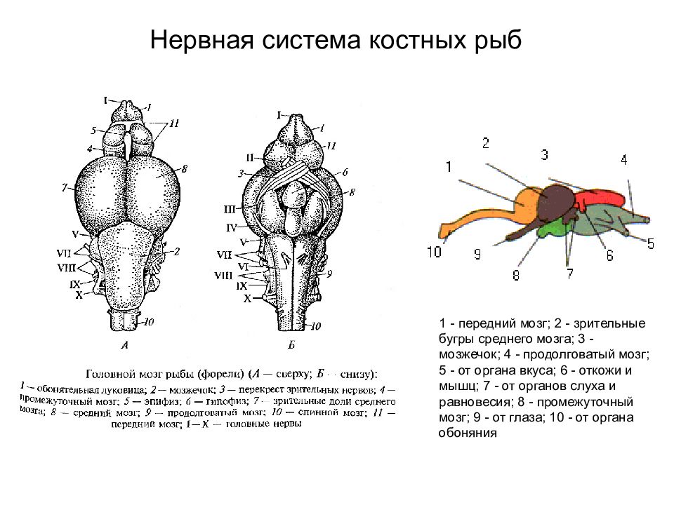 Нервная система рыб рисунок