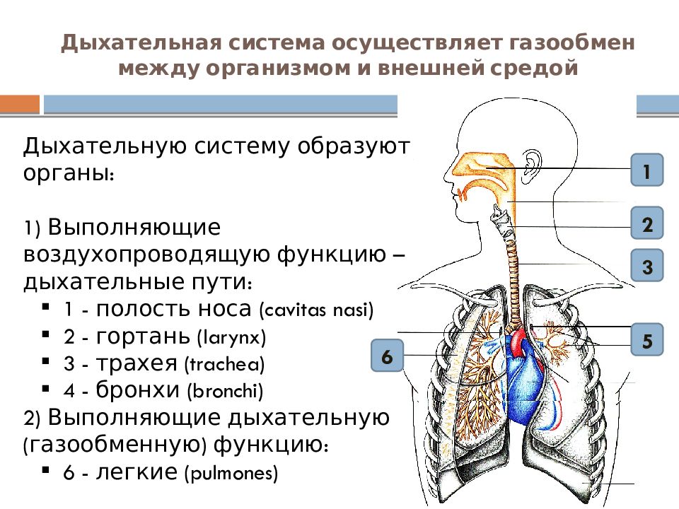 Таблица органы дыхания