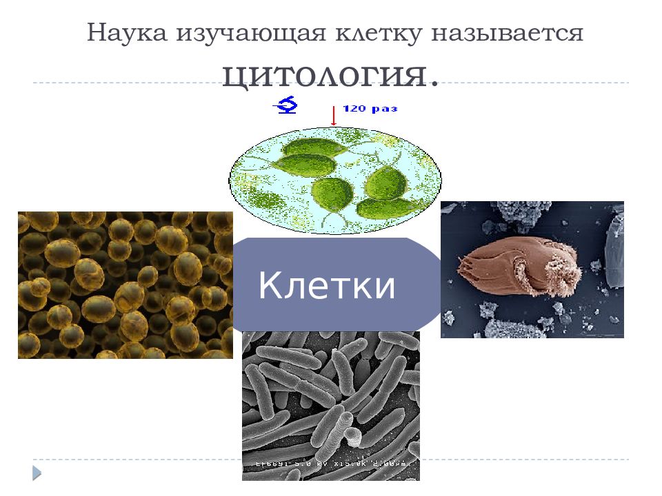 Наука изучающая клетку называется