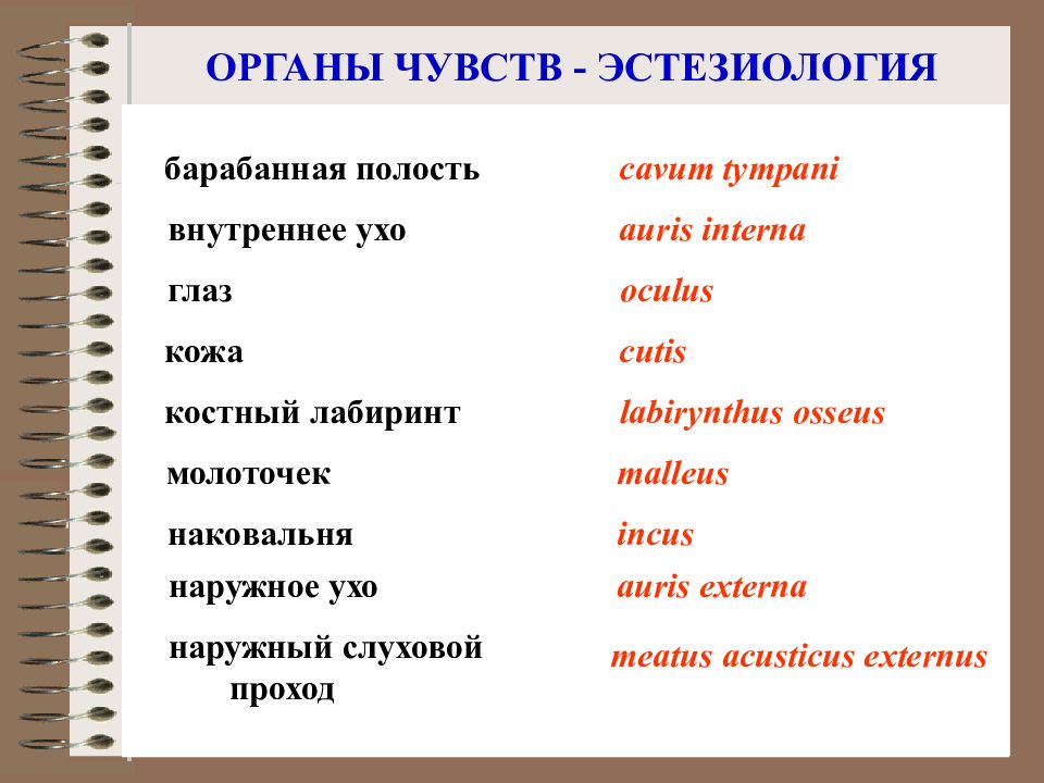 Термины на б. Словарь анатомических терминов. Медицинская терминология с глазами. Анатомическая терминология ортопедия. Терминология non futeble.