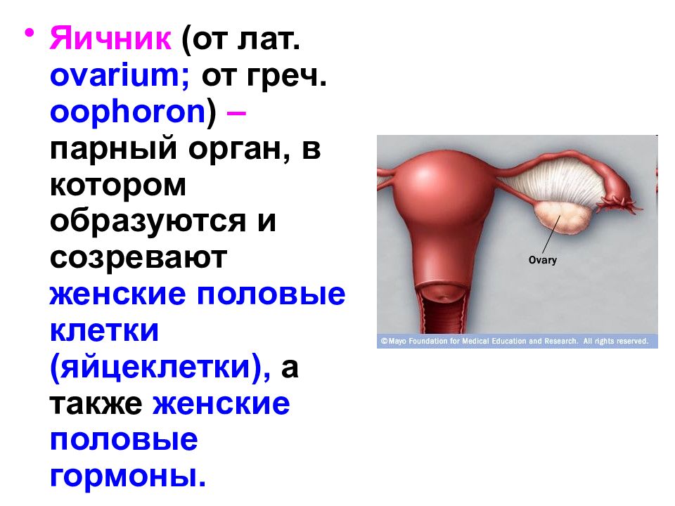 Женские половые гормоны презентация