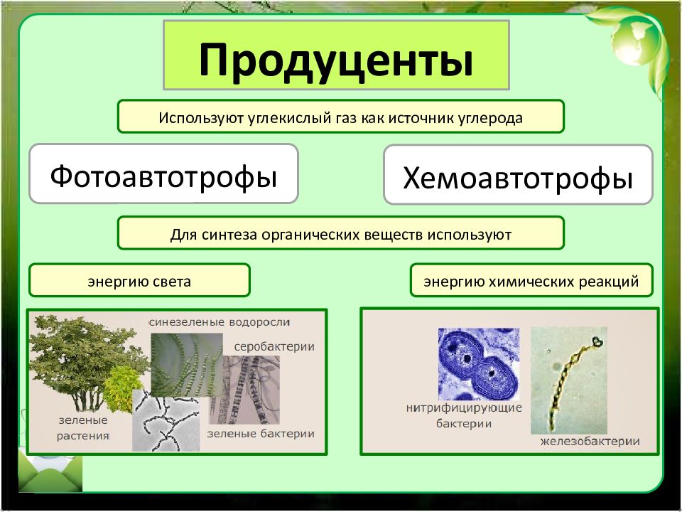 Графическое изображение соотношения между основными функциональными группами организмов в экосистеме