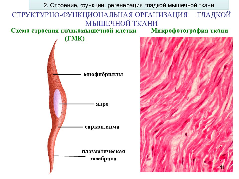 Гладкая мышечная ткань особенности строения