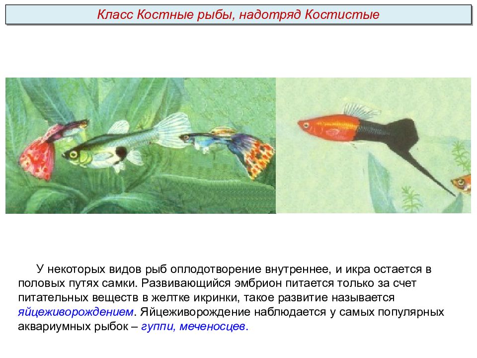 Какое оплодотворение характерно для костных рыб. Внутреннее оплодотворение у рыб. Искусственное осеменение рыб. Тип оплодотворения у рыб. Яйцеживорождение у рыб.