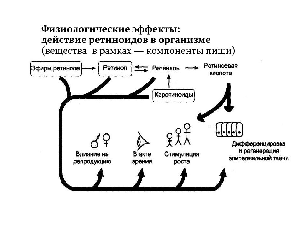 Эффект действия. Антиоксиданты биохимия. Антиоксидантные свойства каротиноидов. Природные антиоксиданты биохимия. Ретиноиды механизм.