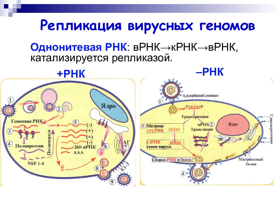 Синтез нуклеиновых кислот вирусов. Репликация РНК вирусов схема. Плюс однонитевые РНК вирусы. Репликация ДНК содержащих вирусов схема. Репродукция вирусного генома РНК