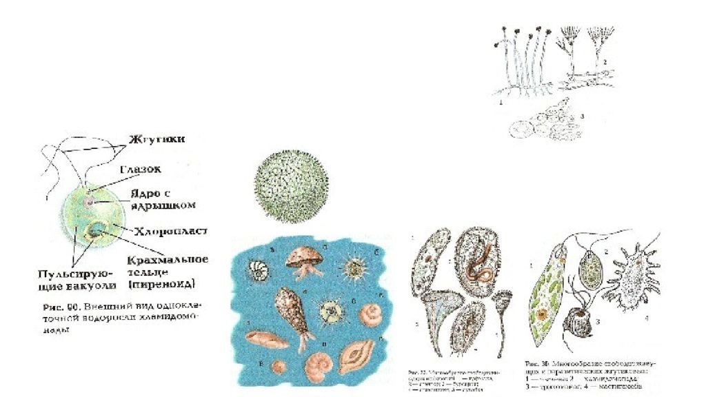 Эукариотические организмы. Разнообразие одноклеточных эукариот. Многообразие одноклеточных эукариот» схема. Простейшие эукариоты строение. Строение одноклеточных эукариот.
