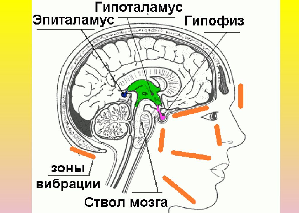 Гипофиз в голове