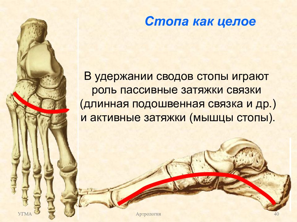 Связки свода стопы. Мышцы затяжки поперечного свода стопы. Мышцы удерживающие поперечный свод стопы. Мышцы удерживающие своды стопы. Пассивные затяжки продольных сводов стопы.