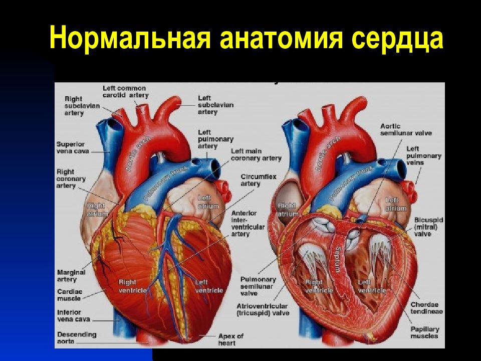 Сердце в разрезе схема